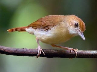 Pelanduk merah - eBird