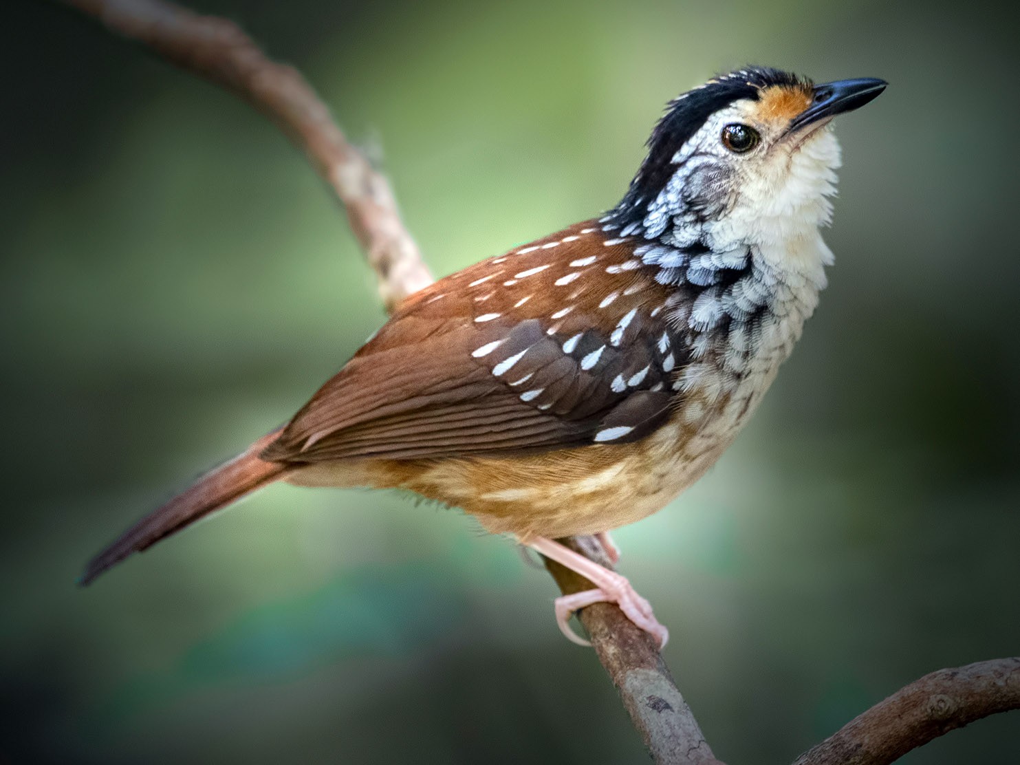 Striped Wren-Babbler - Wai Loon Wong