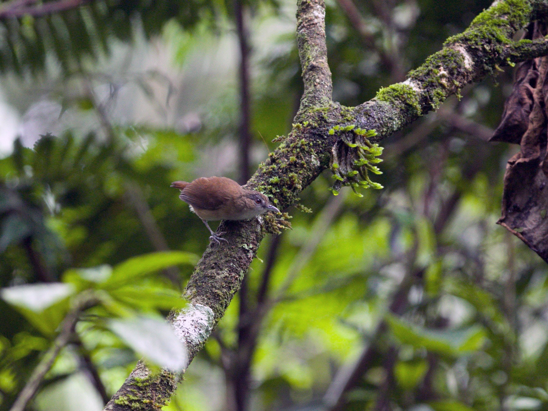 Horsfield's Babbler - Simon Mitchell