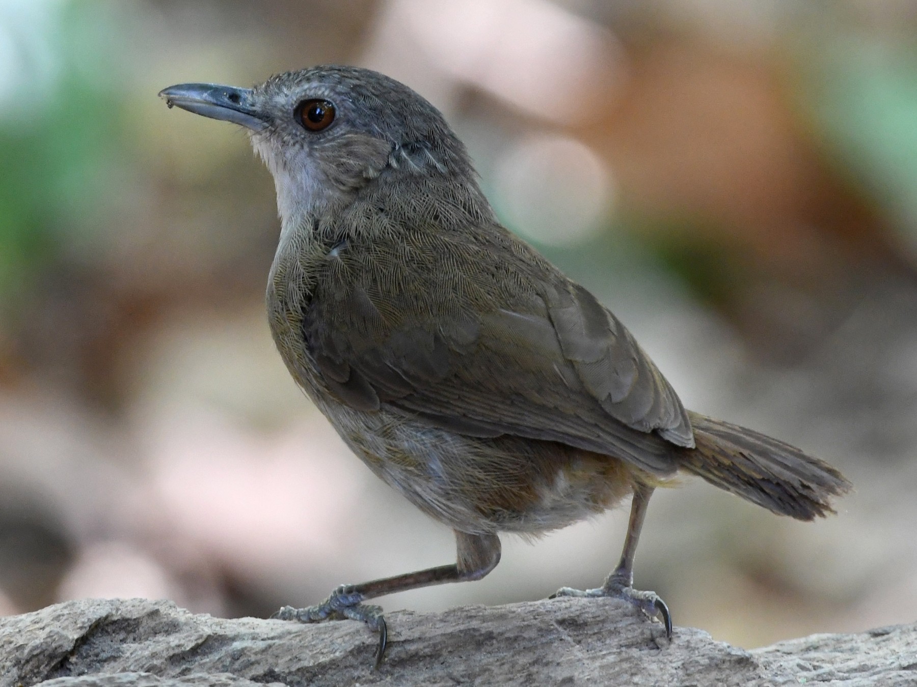 Horsfield's Babbler - Vlad Sladariu