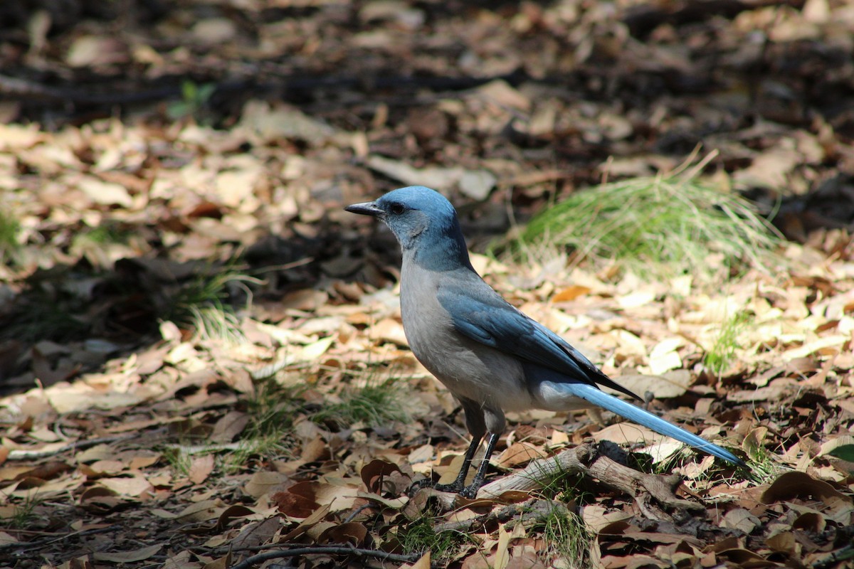 Mexican Jay - ML224289611