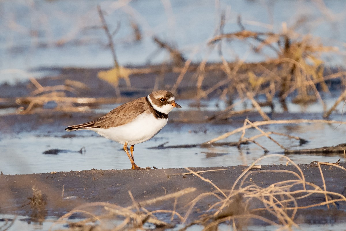 Semipalmated Plover - ML224290251