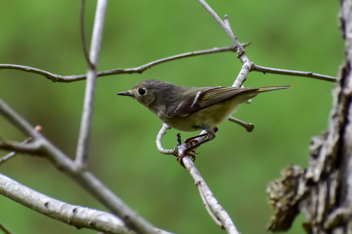Ruby-crowned Kinglet - Rebekah Holtsclaw
