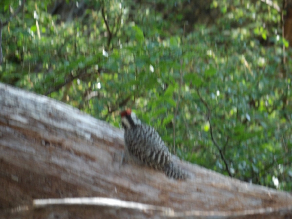 Striped Woodpecker - ML224294881