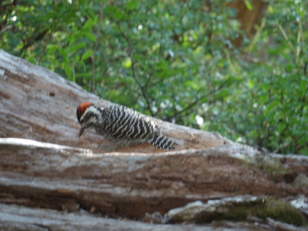 Striped Woodpecker - ML224295061