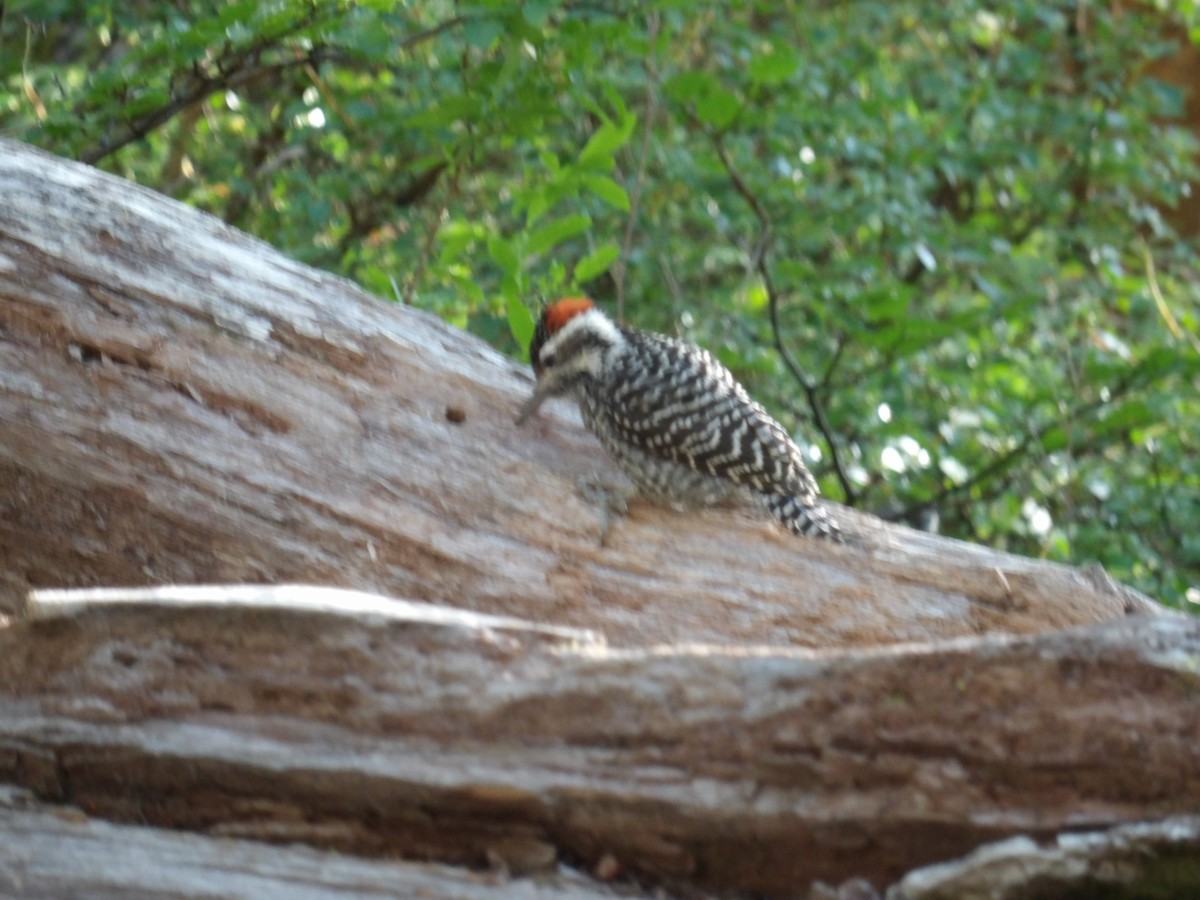 Striped Woodpecker - ML224295501