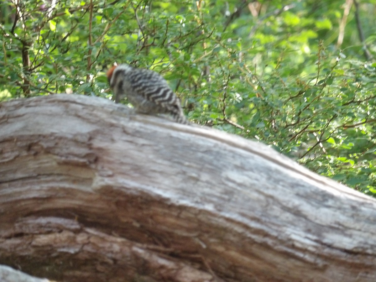 Striped Woodpecker - ML224295681