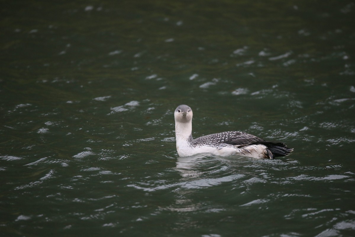 Red-throated Loon - ML22429601