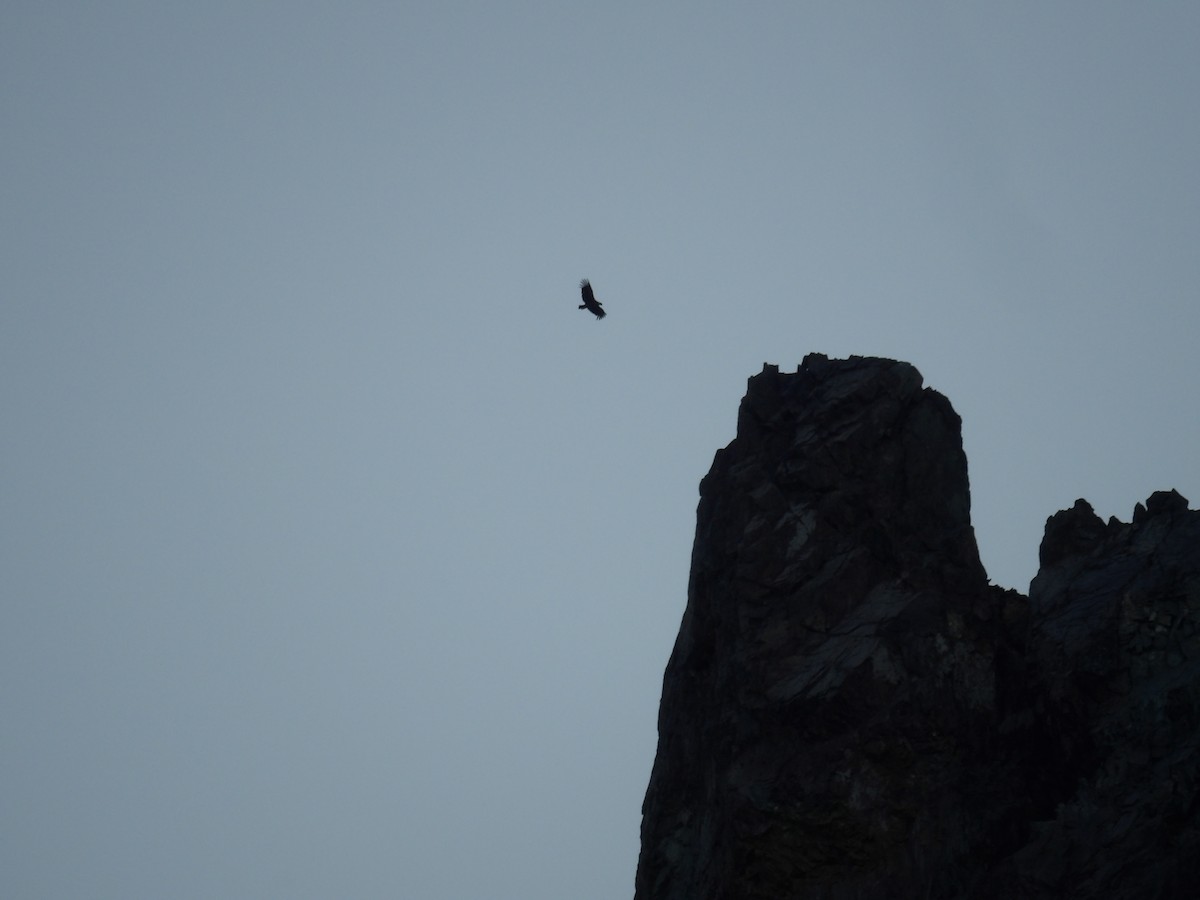 Condor des Andes - ML224297321