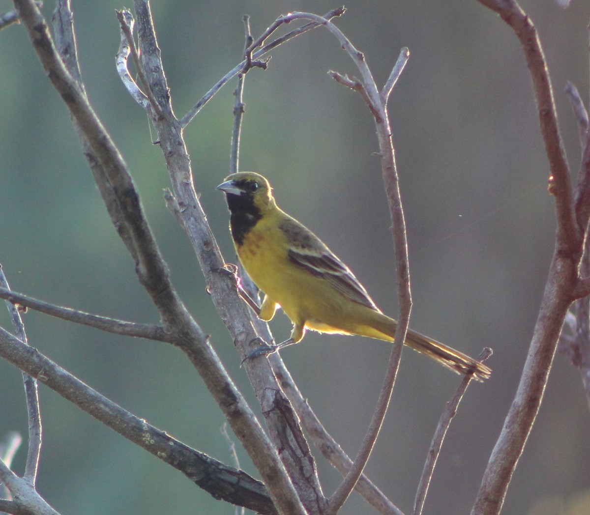 Orchard Oriole - ML224300161
