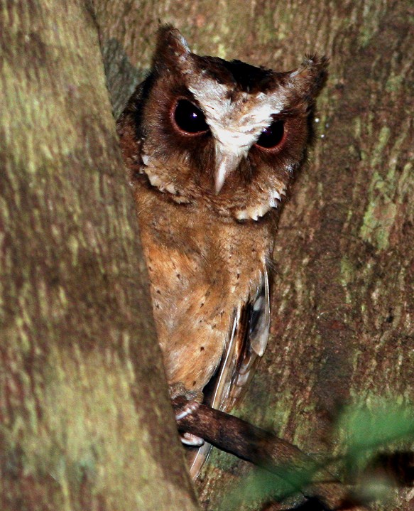 White-fronted Scops-Owl - ML224301071
