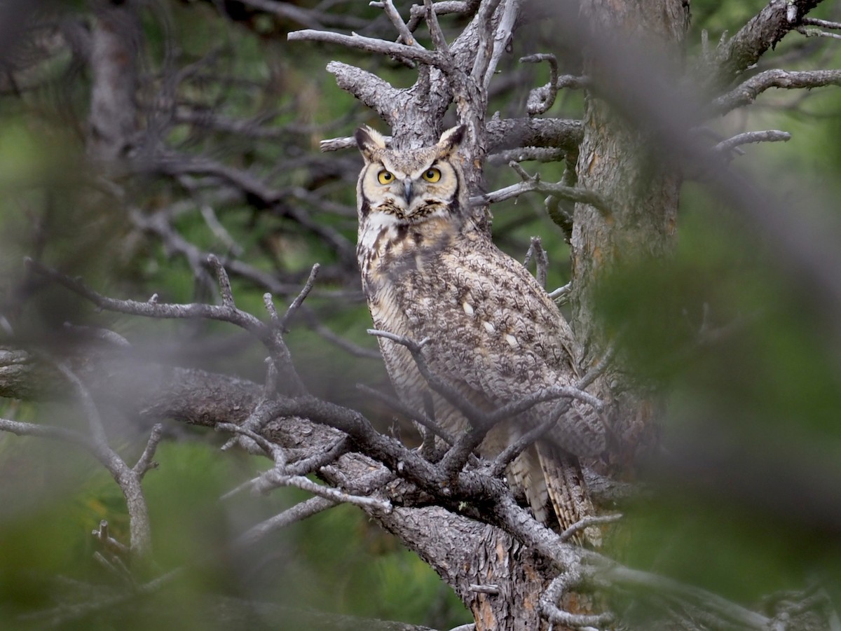Great Horned Owl - Stephan Lorenz