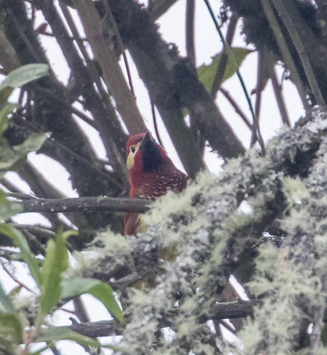 Crimson-mantled Woodpecker - Robert Bochenek
