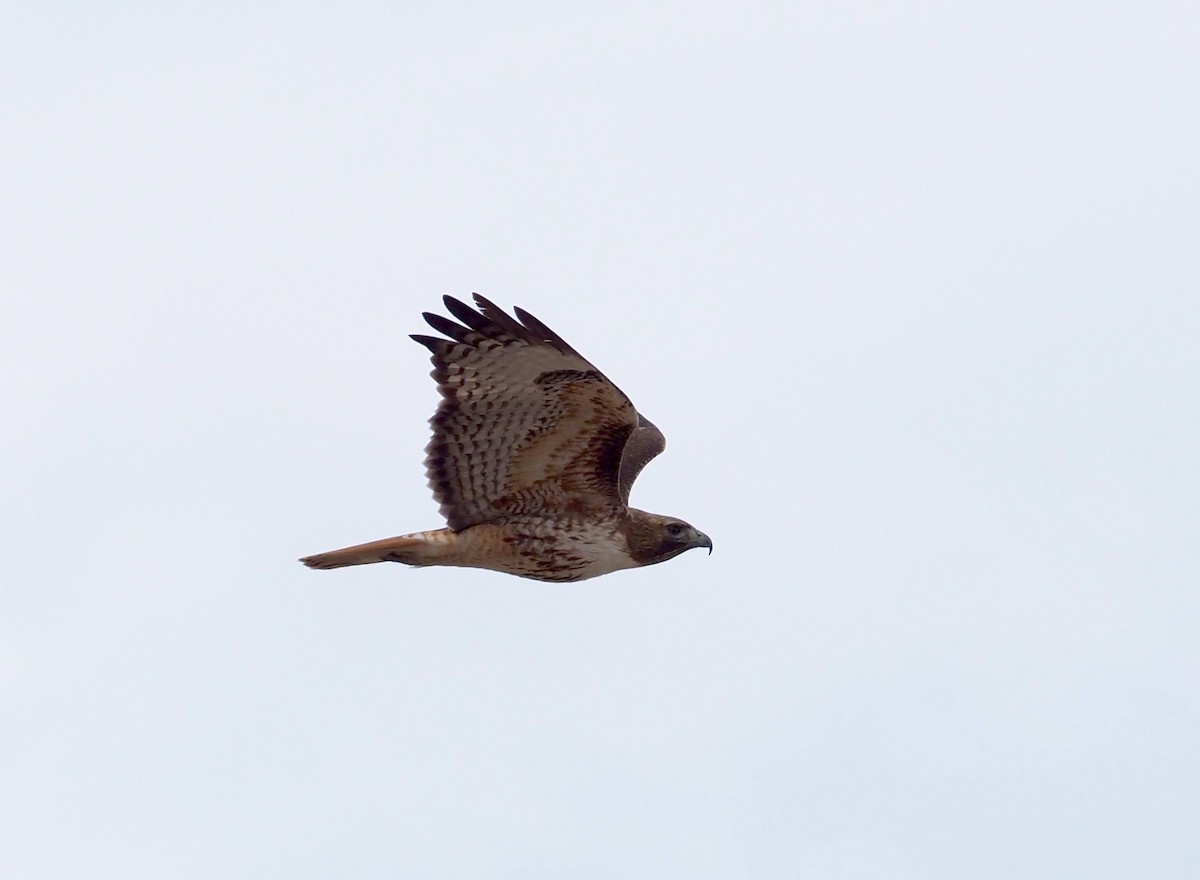 Red-tailed Hawk - ML224302331