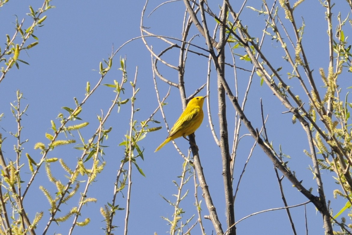 Yellow Warbler - ML224303581