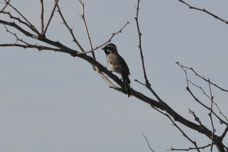 Black-throated Sparrow - ML224304001