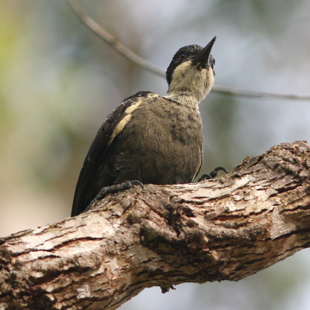 Heart-spotted Woodpecker - John Sterling