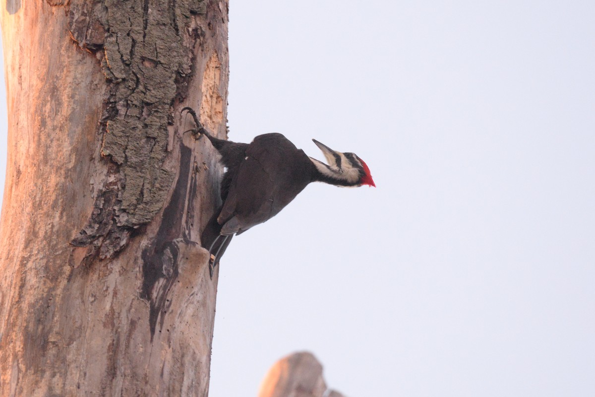 Pileated Woodpecker - Daniel DeLapp