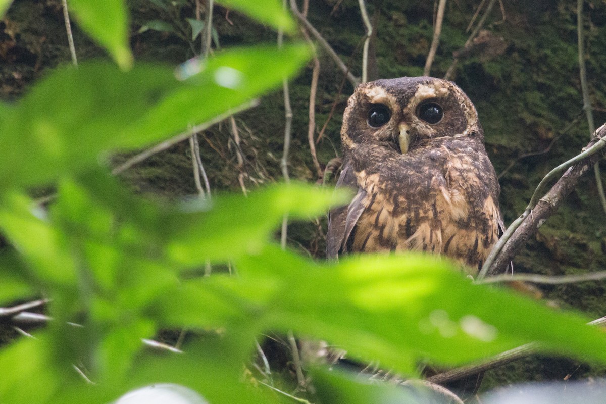 Mottled Owl - Jhonathan Miranda - Wandering Venezuela Birding Expeditions