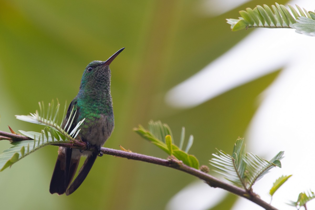 Green-bellied Hummingbird - ML224314041