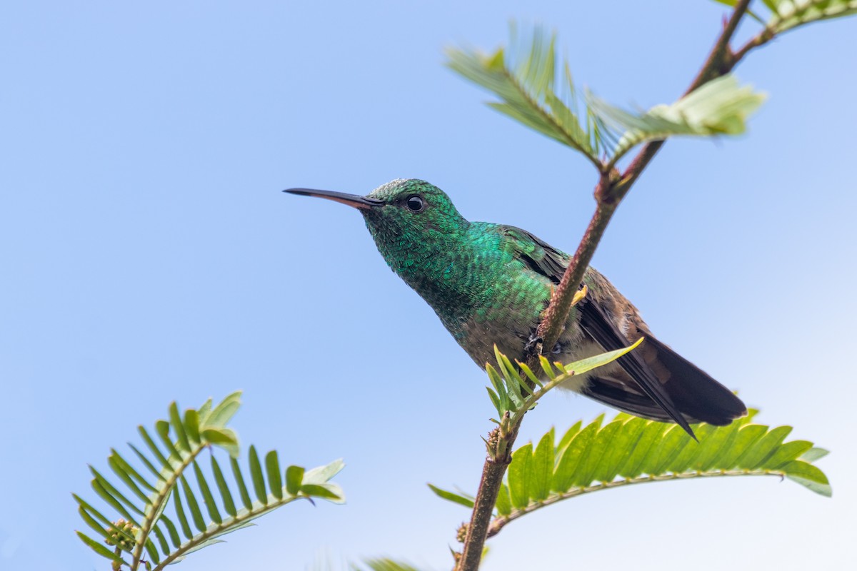 Green-bellied Hummingbird - ML224314231