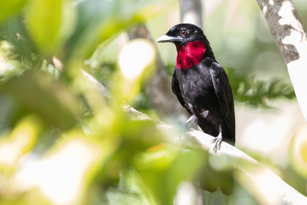 Purple-throated Fruitcrow - Jhonathan Miranda - Wandering Venezuela Birding Expeditions