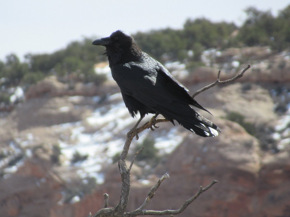 Common Raven - ML224318141