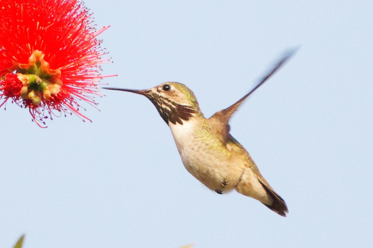 Calliope Hummingbird - ML224327781