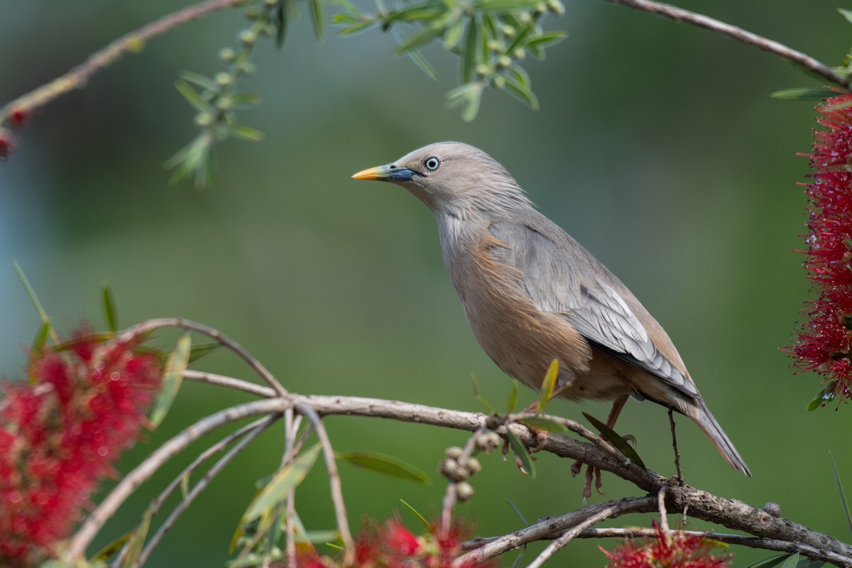 Chestnut-tailed Starling - ML224328131