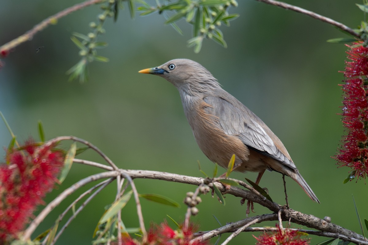Chestnut-tailed Starling - ML224328141