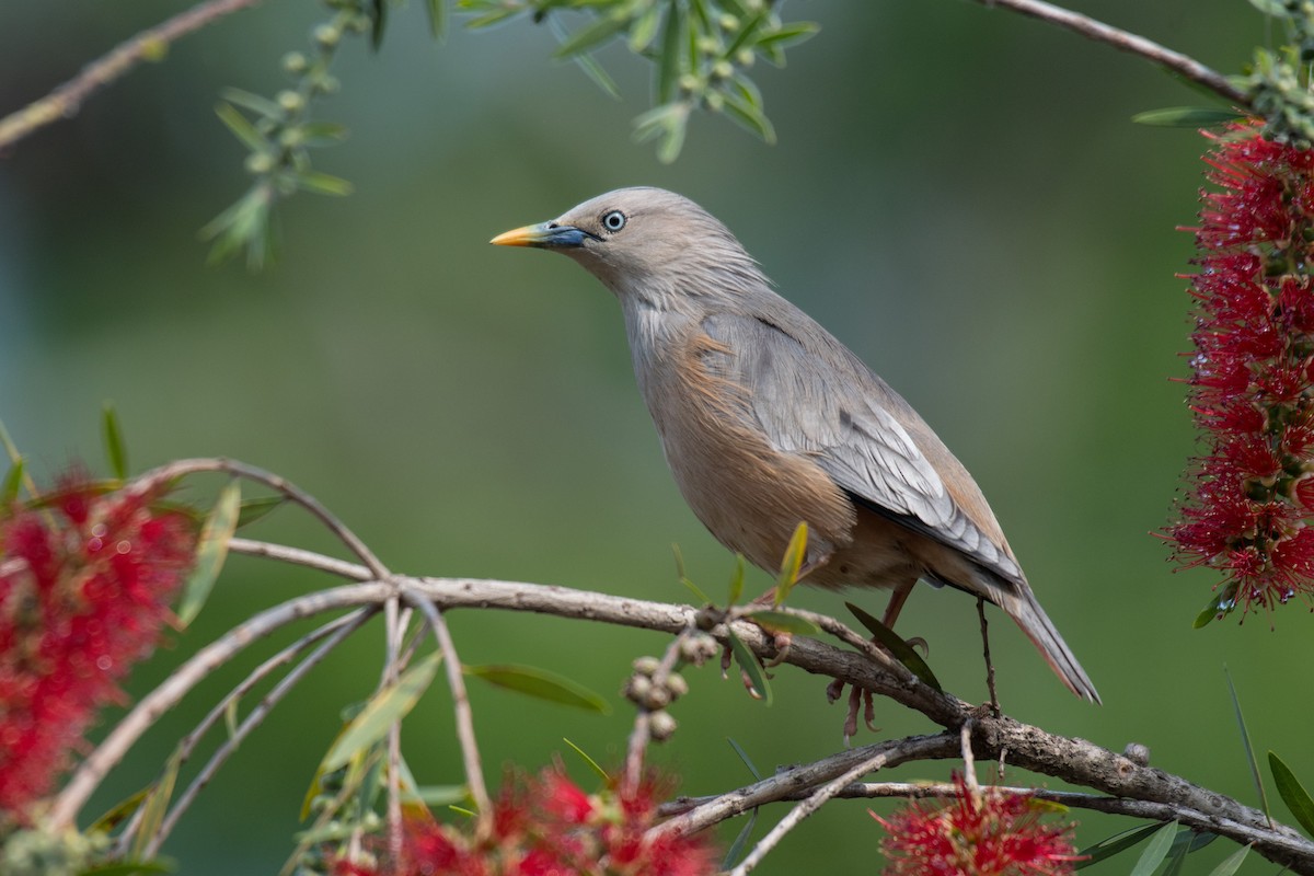 Chestnut-tailed Starling - ML224328211