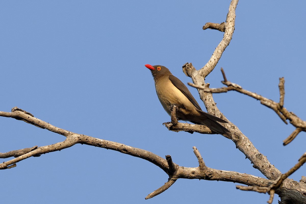 Red-billed Oxpecker - ML224330151