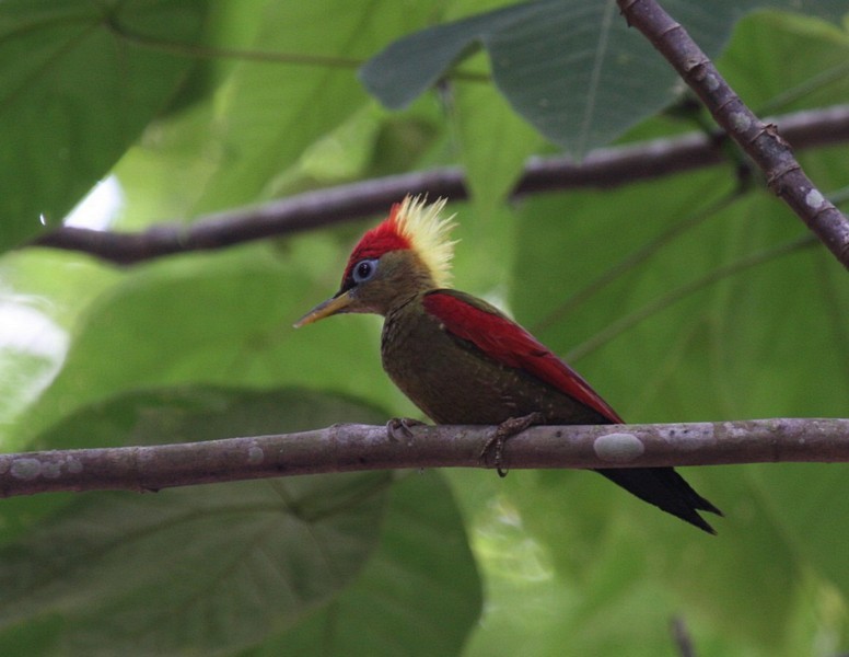 Crimson-winged Woodpecker - Niall D Perrins