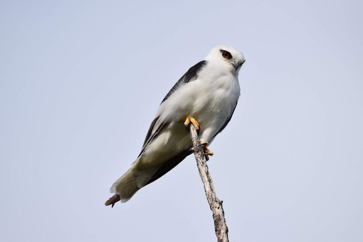 Black-shouldered Kite - Drew Davison