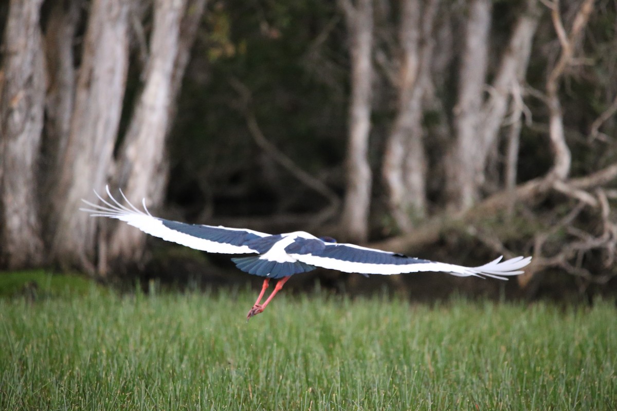 Black-necked Stork - ML224342591