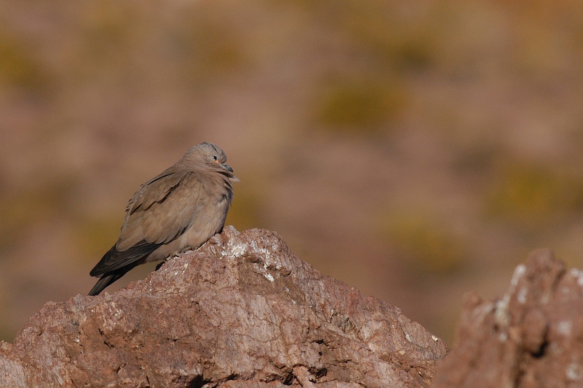 Black-winged Ground Dove - ML22434311