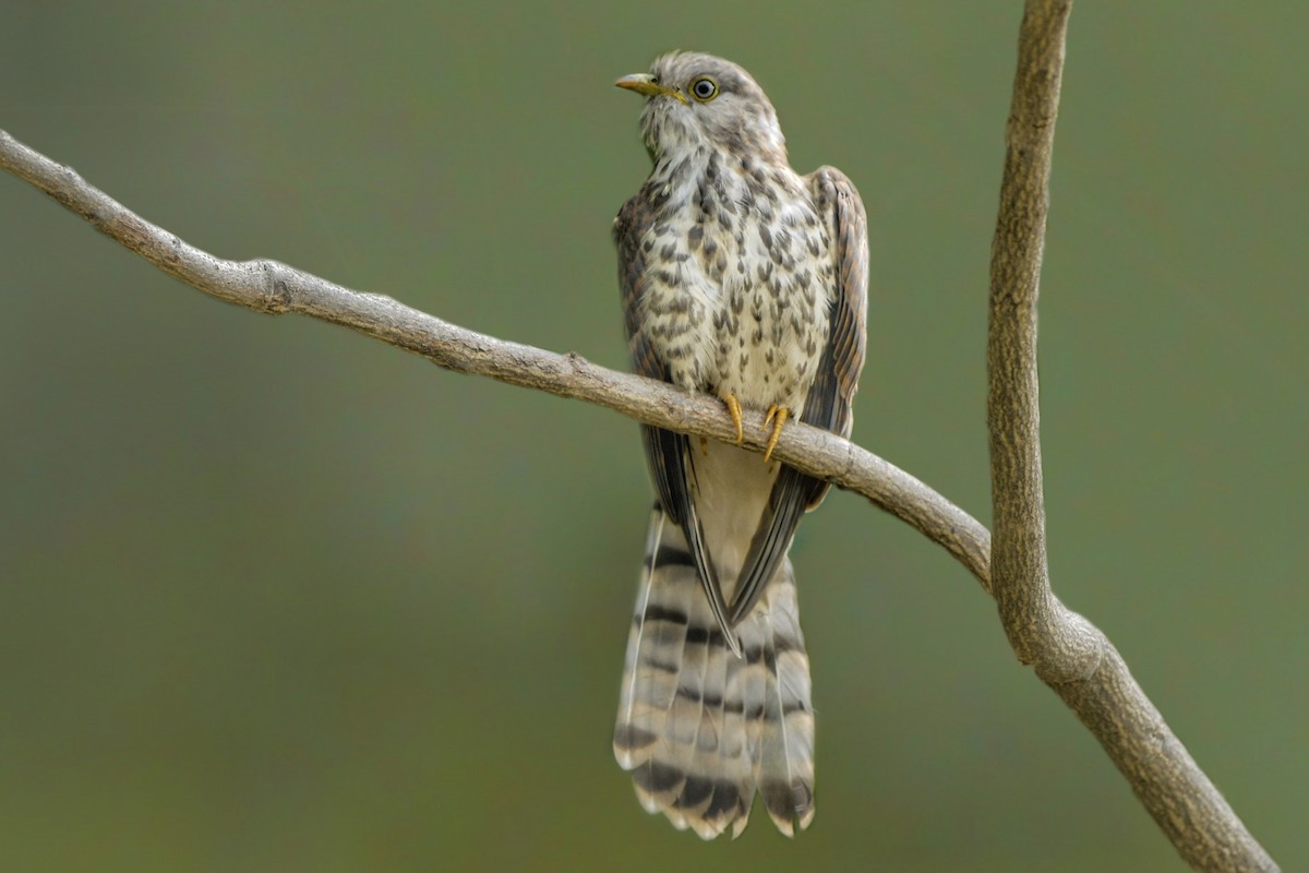 Common Hawk-Cuckoo - Garry Bhatti