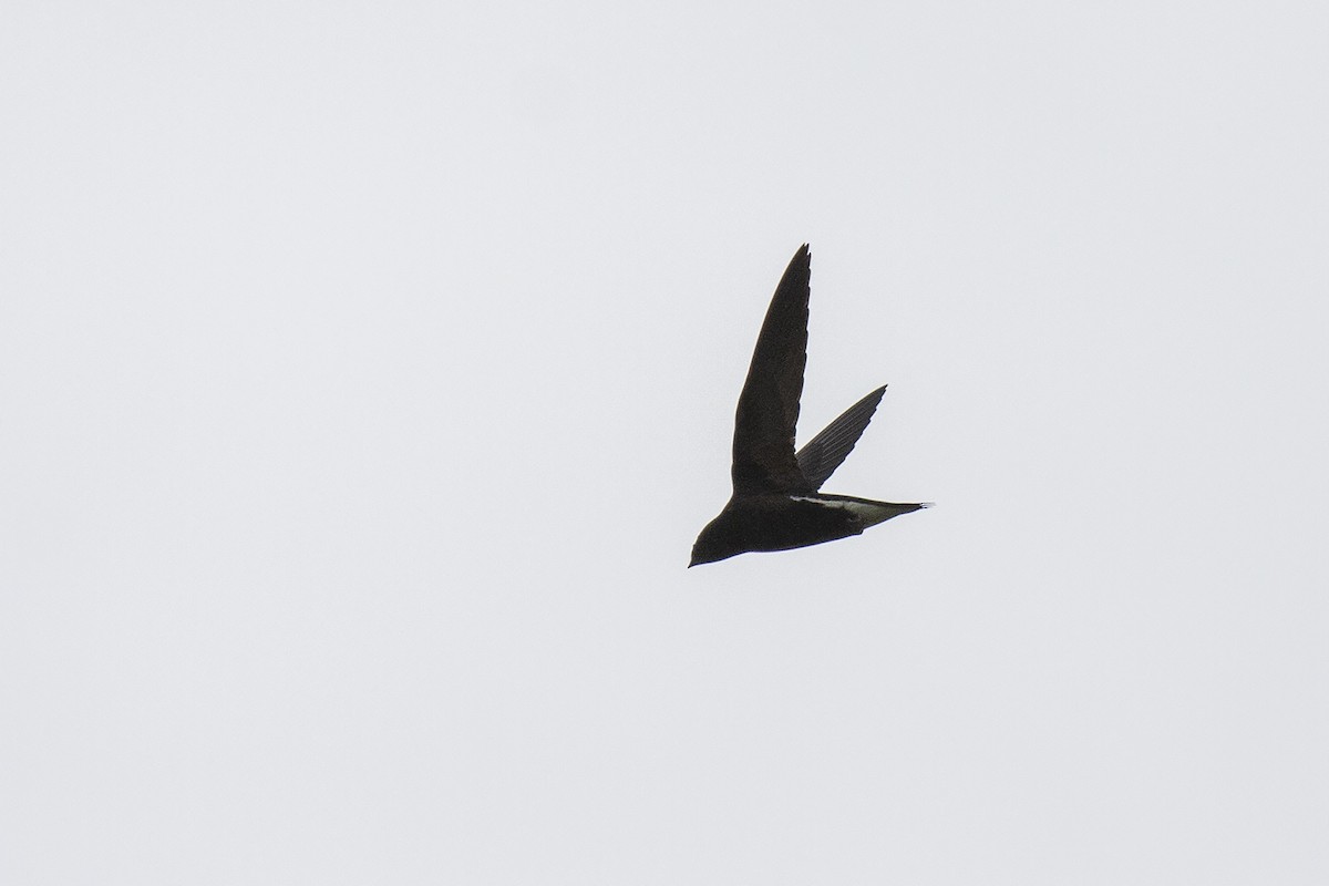 Brown-backed Needletail - Niall D Perrins