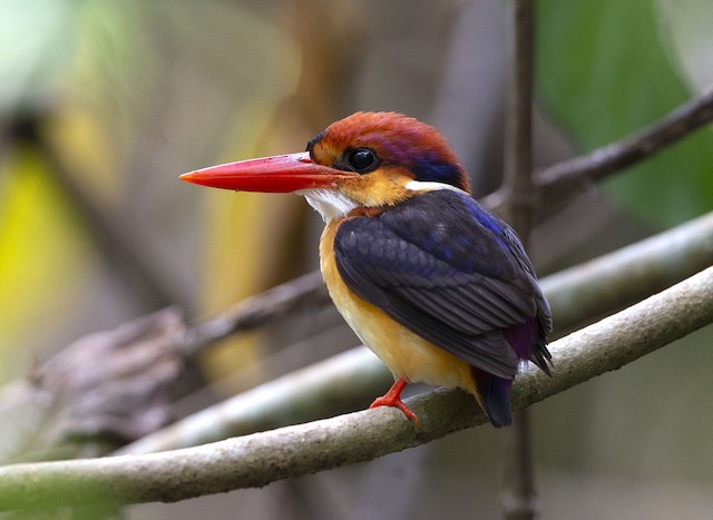 Black Backed Dwarf Kingfisher Ebird