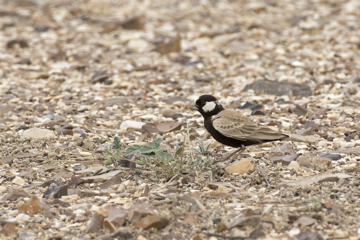 Black-crowned Sparrow-Lark - ML224347431