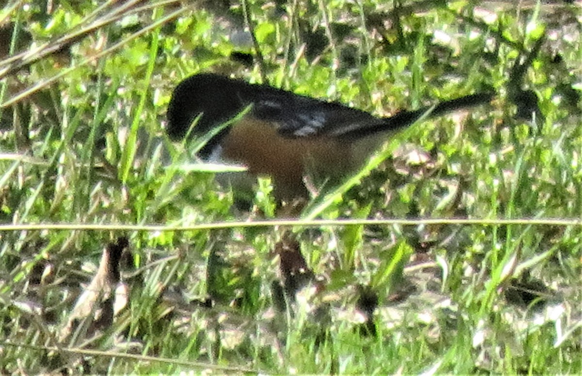 Spotted Towhee - ML224348901