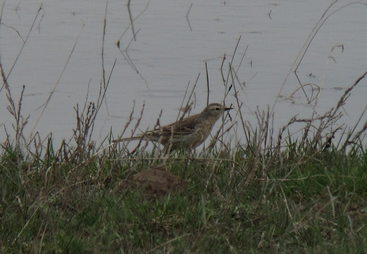 Water Pipit - ML224350921