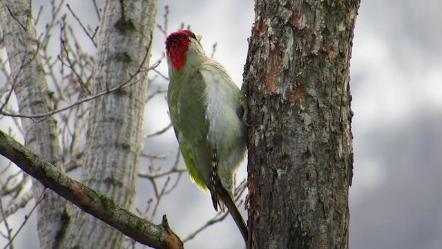 Eurasian Green Woodpecker - ML224351771