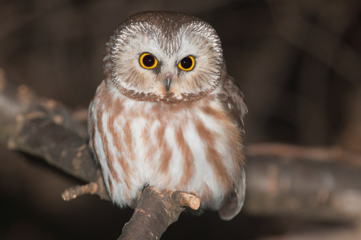 Northern Saw-whet Owl - Etienne Artigau🦩