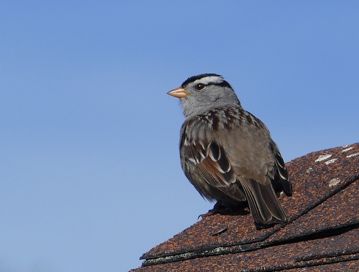 White-crowned Sparrow - Nancy Houlihan