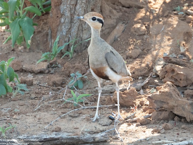 Nasal salt secretion. - Temminck's Courser - 
