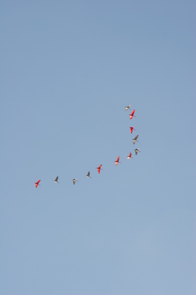 ibis rudý - ML224360051
