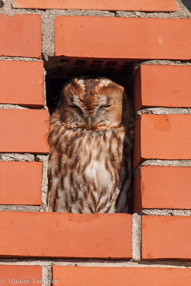 Tawny Owl - Vladan Vuckovic