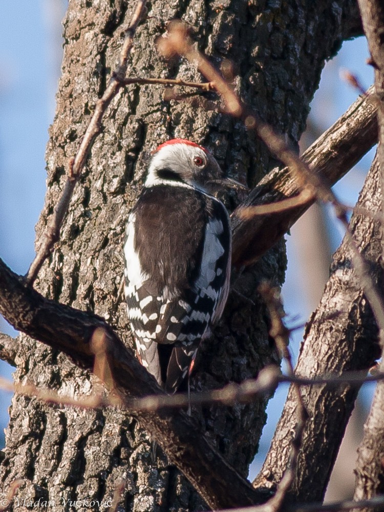 Middle Spotted Woodpecker - ML22436451