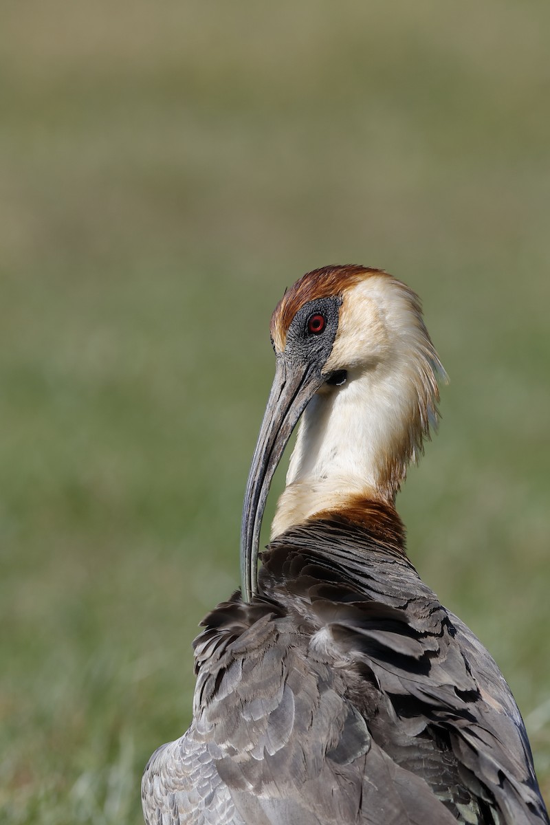 ibis bělokřídlý - ML224366021